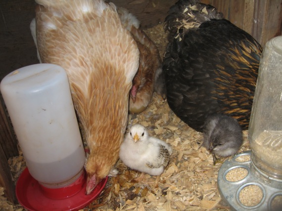 Tag-team hens and their chicks.